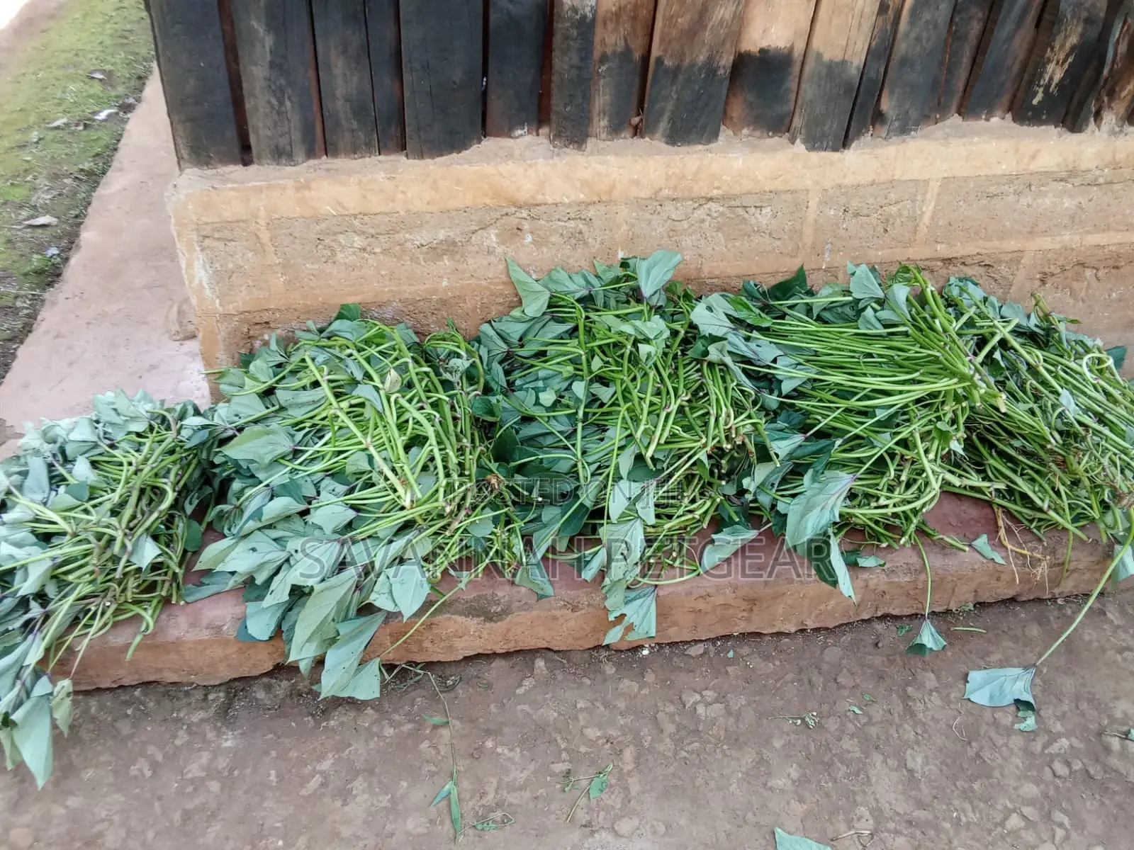Super Vine K (Sweet Potato Vines) - 200 Cuttings