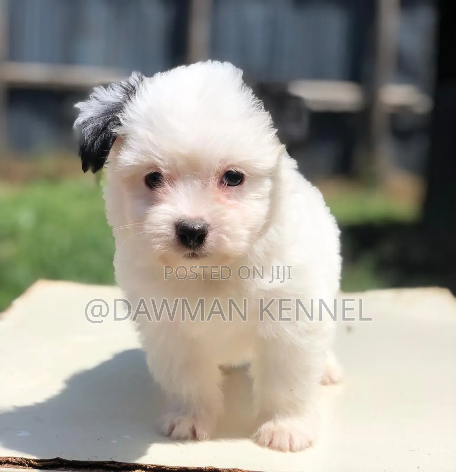 1-3 months Female Purebred Maltese