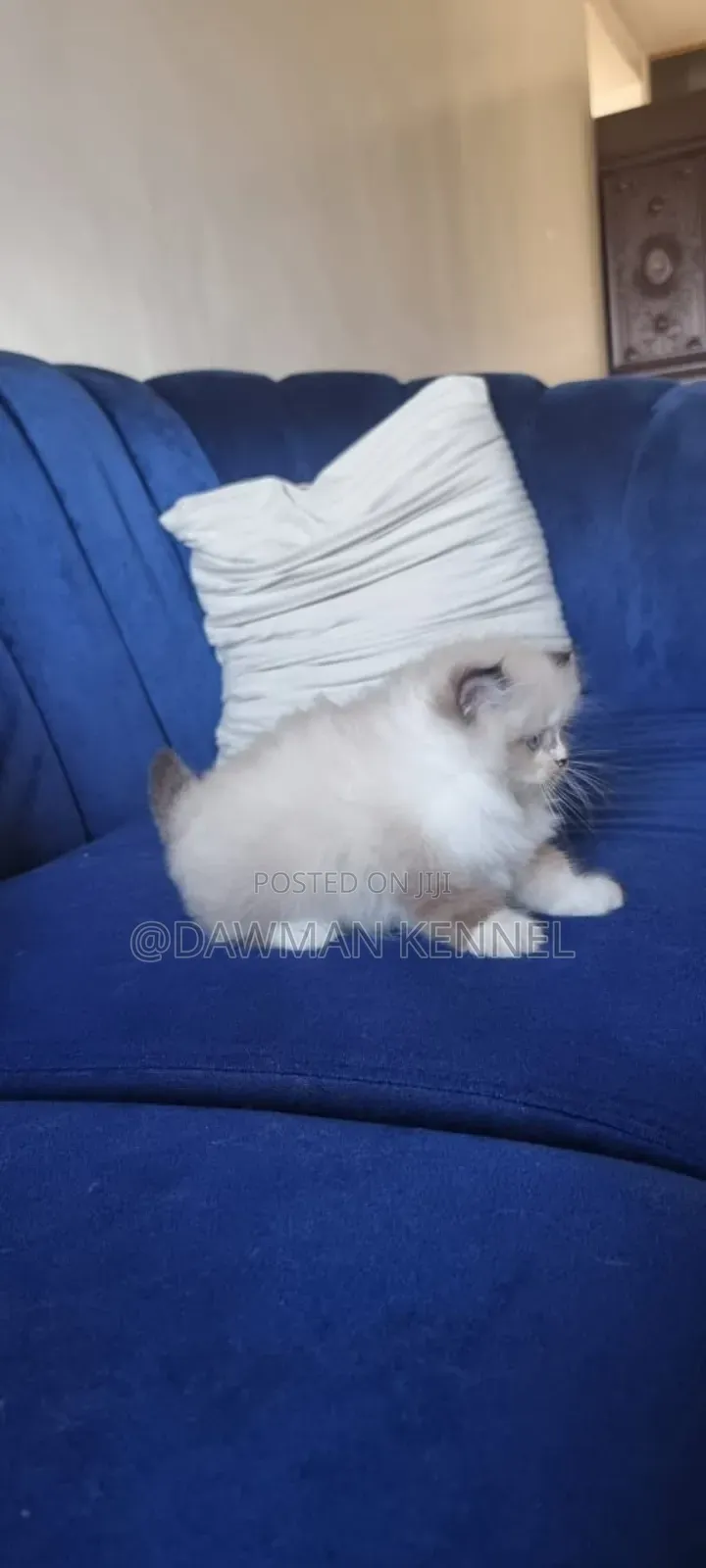 1-3 months Male Purebred Ragdoll