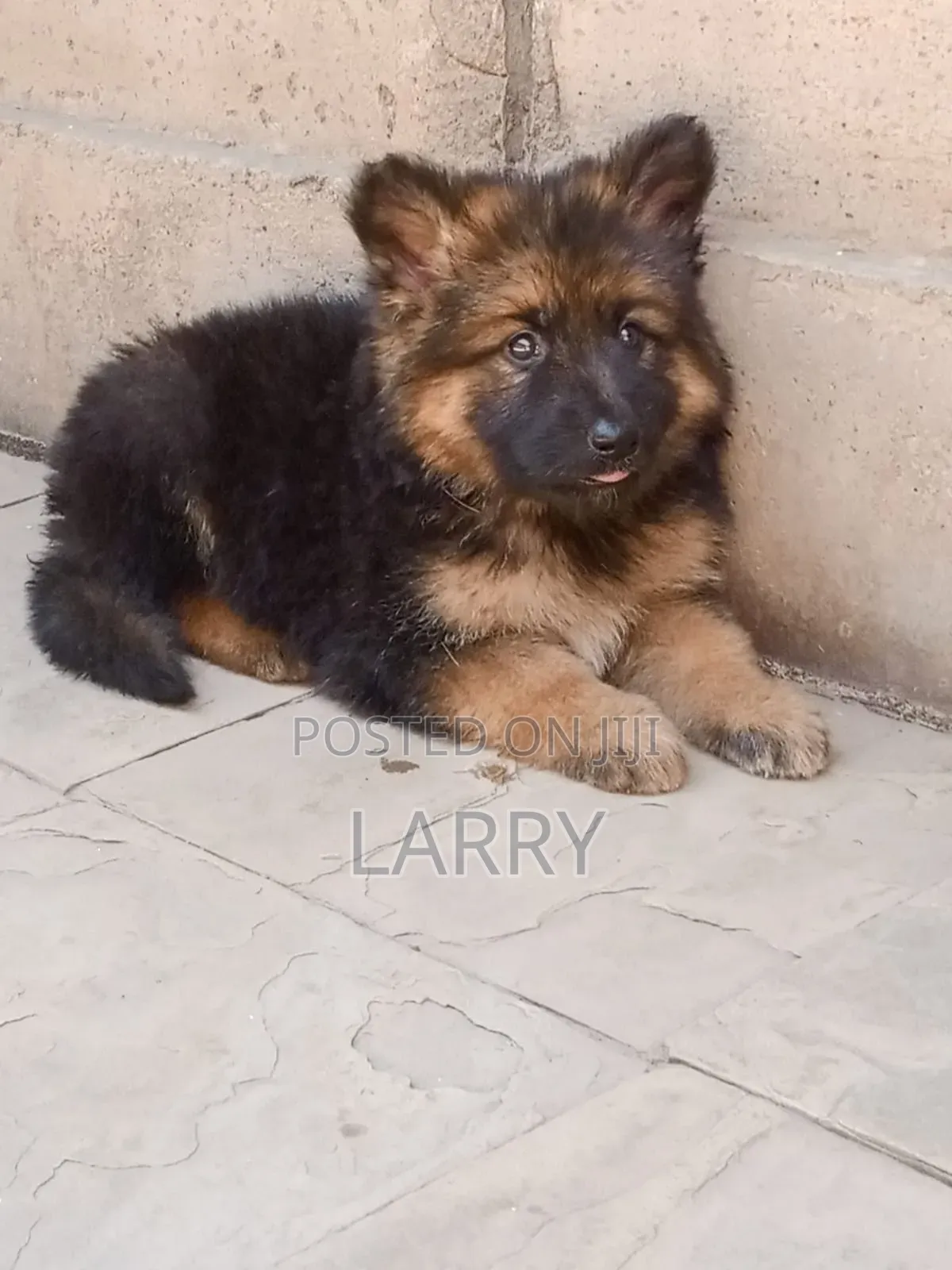 1-3 months Female Purebred German Shepherd