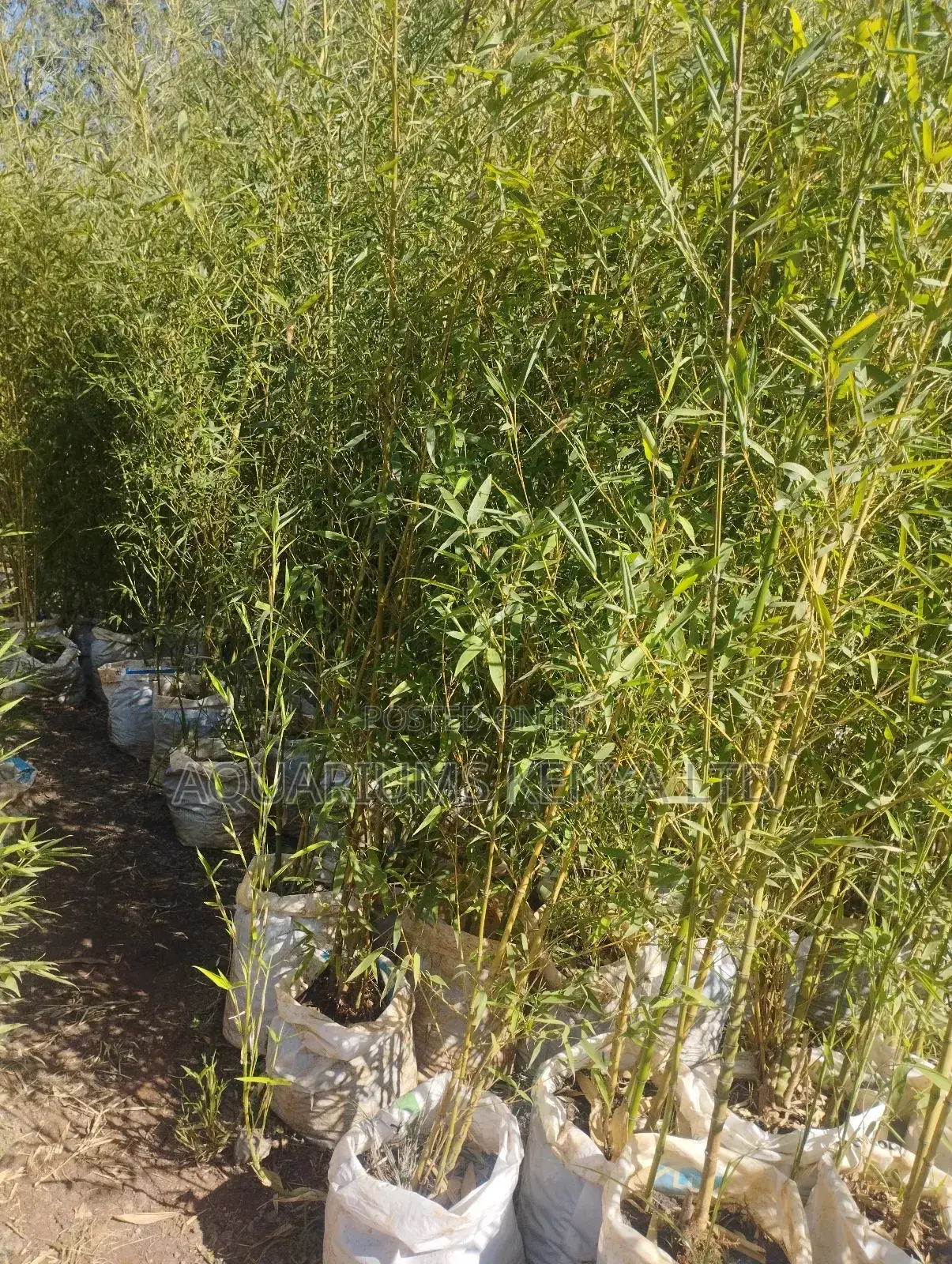 Bamboo Plants,5ft Bamboo Plants