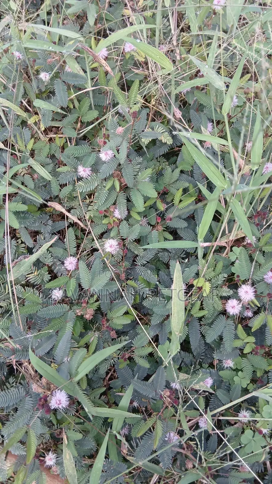 Mimosa Pudica - The Sensitive Plant Seedlings -Moq 1O Pieces