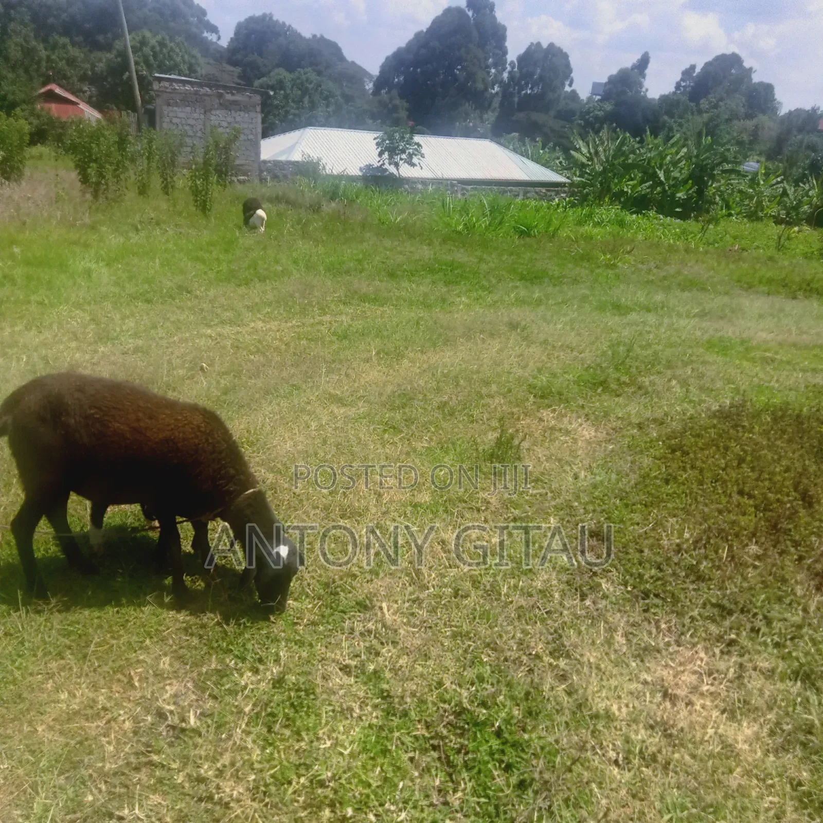 0.05 Haplot Near Kikuyu Bypass Overlooking Alliance High