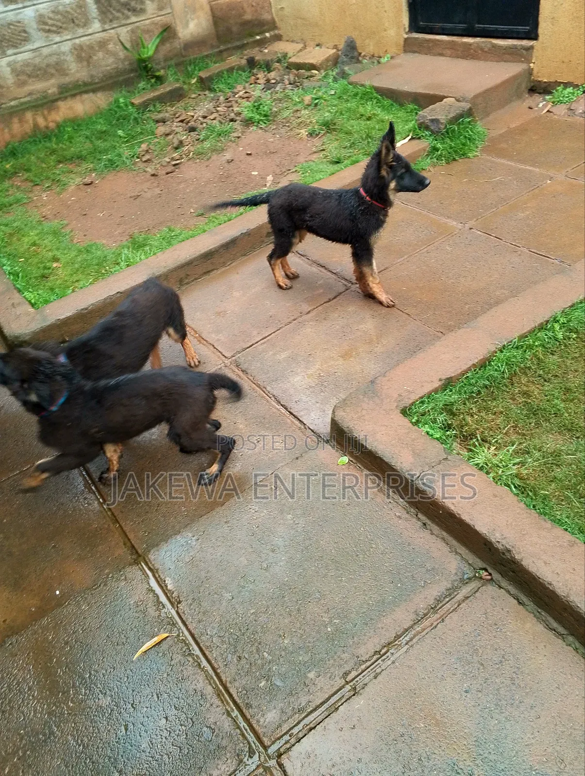1-3 months Male Purebred German Shepherd