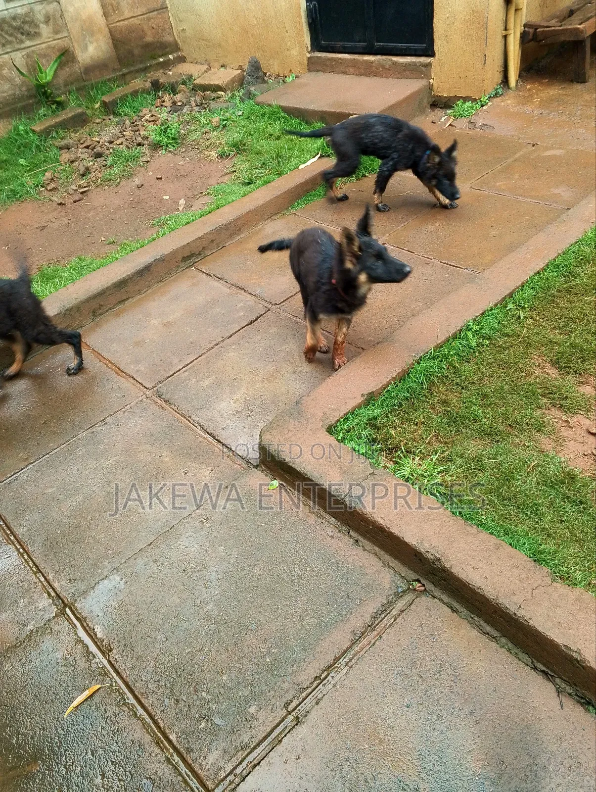 1-3 months Male Purebred German Shepherd