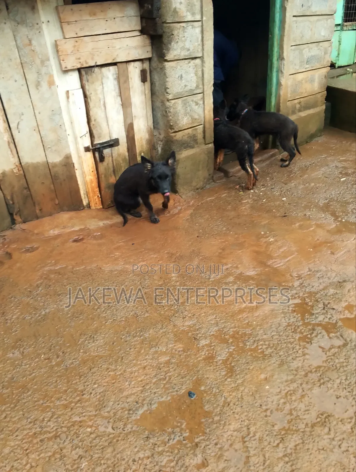 1-3 months Female Purebred German Shepherd