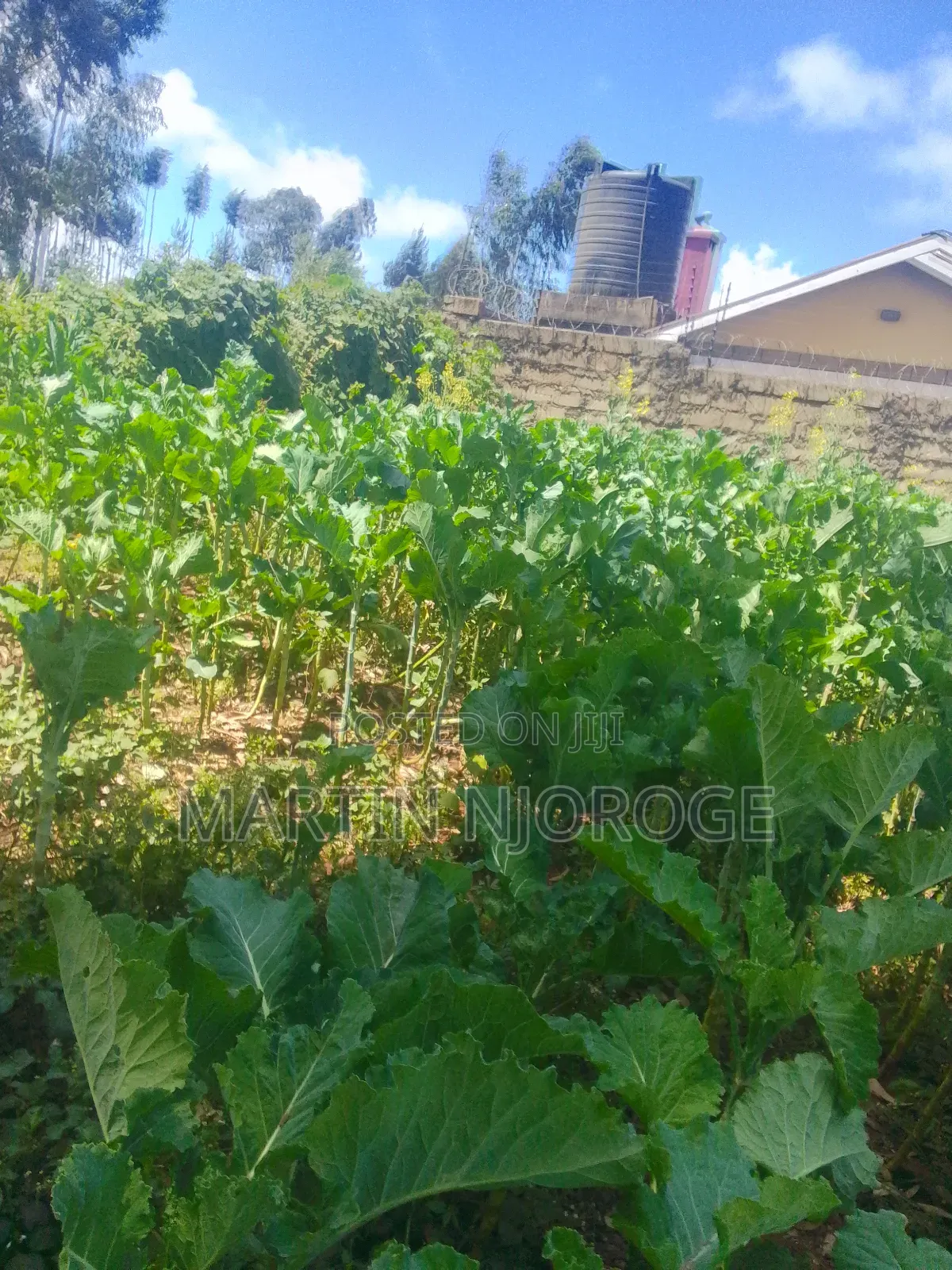 1⁄2 Acre Nyambari, Lari