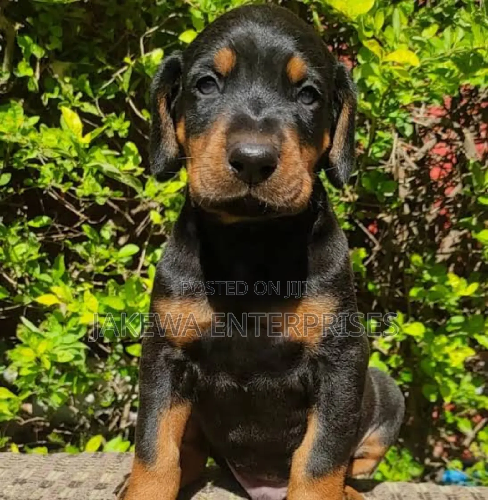 1-3 months Male Purebred Doberman Pinscher