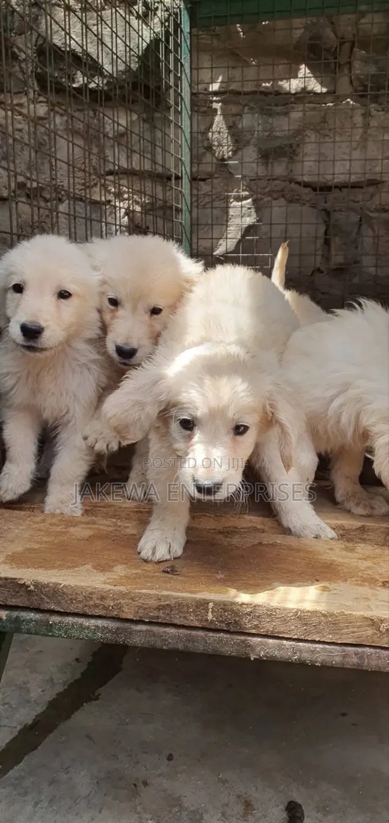 1-3 months Female Purebred Golden Retriever