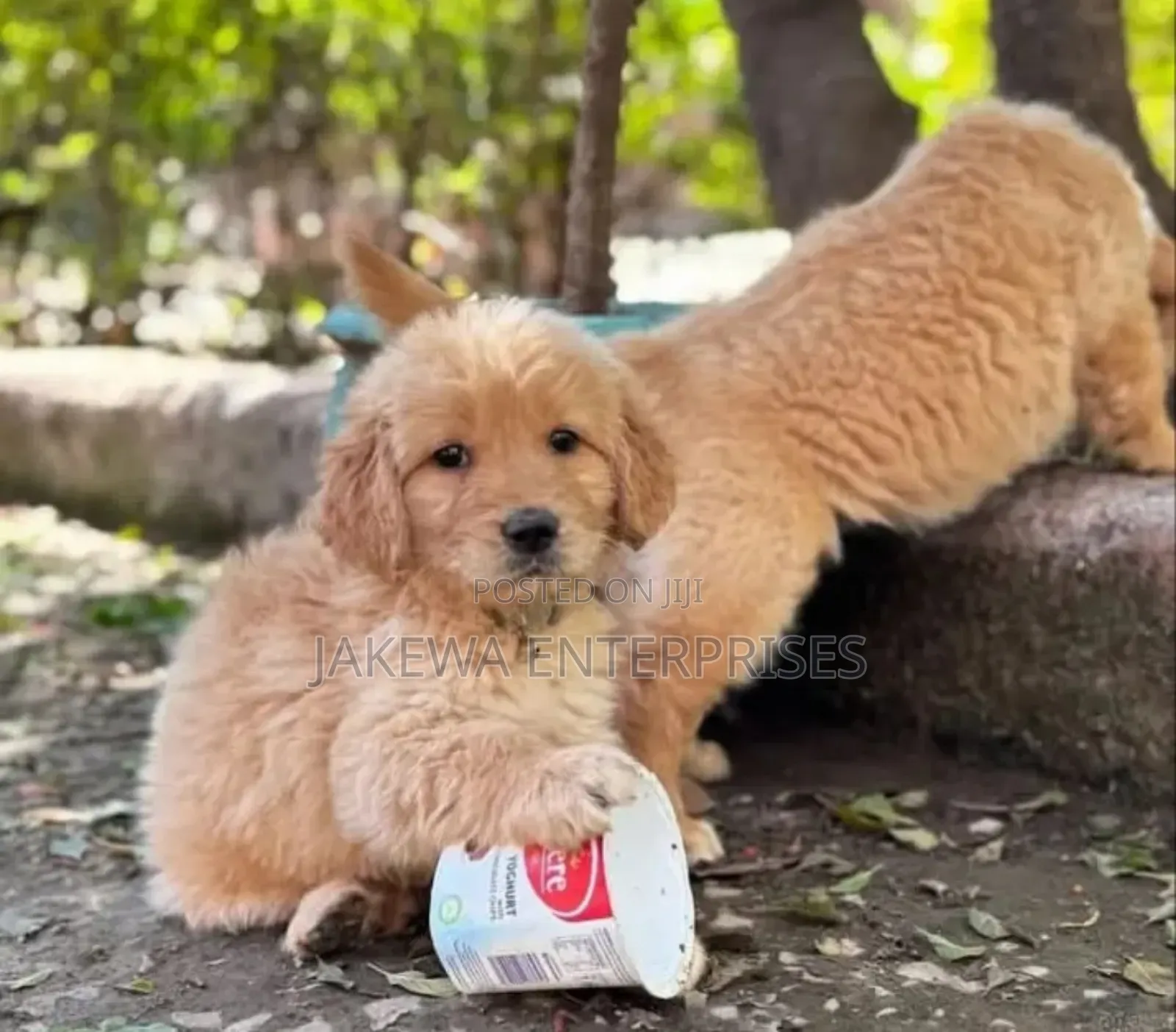 1-3 months Male Purebred Golden Retriever