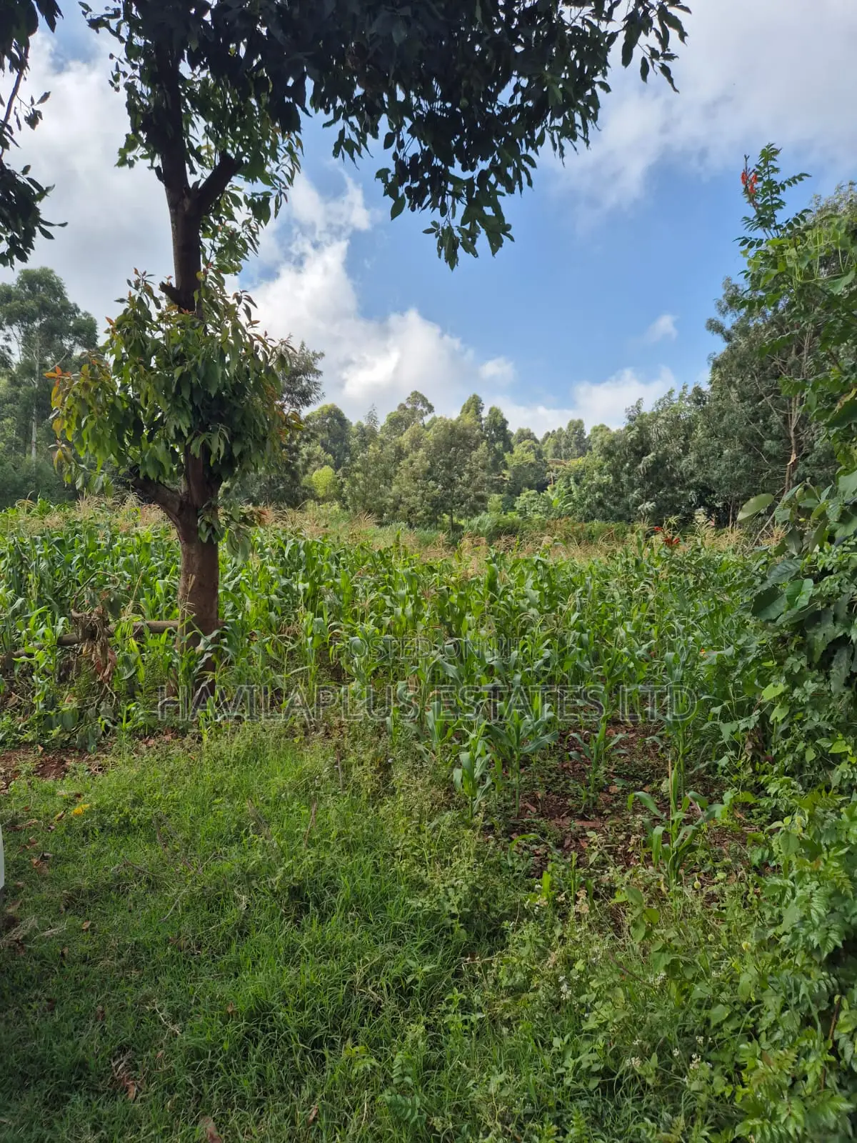 1/2 Acre on Sale Thogoto