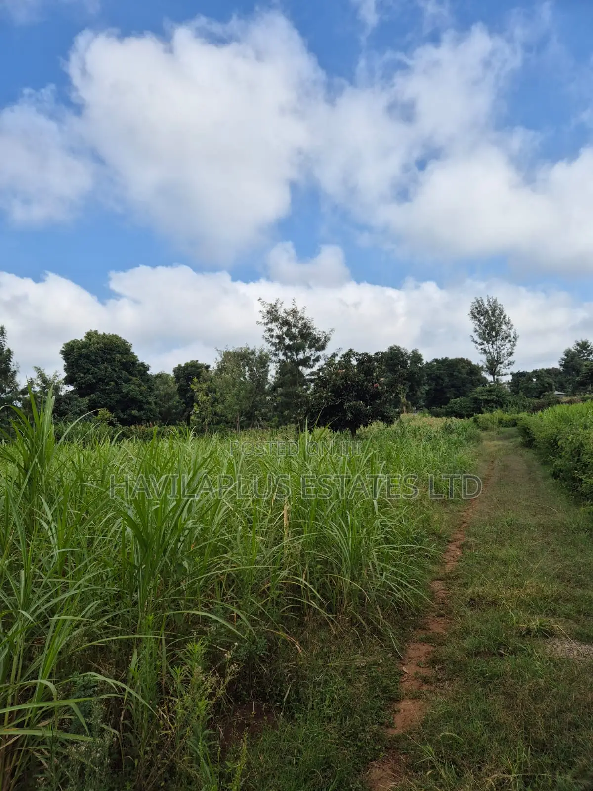 1/2 Acre on Sale Thogoto