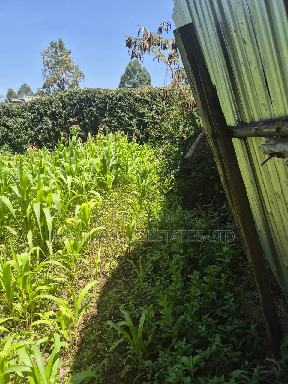 A Prime 1/8 Acre Behind Milele Mall Ngong