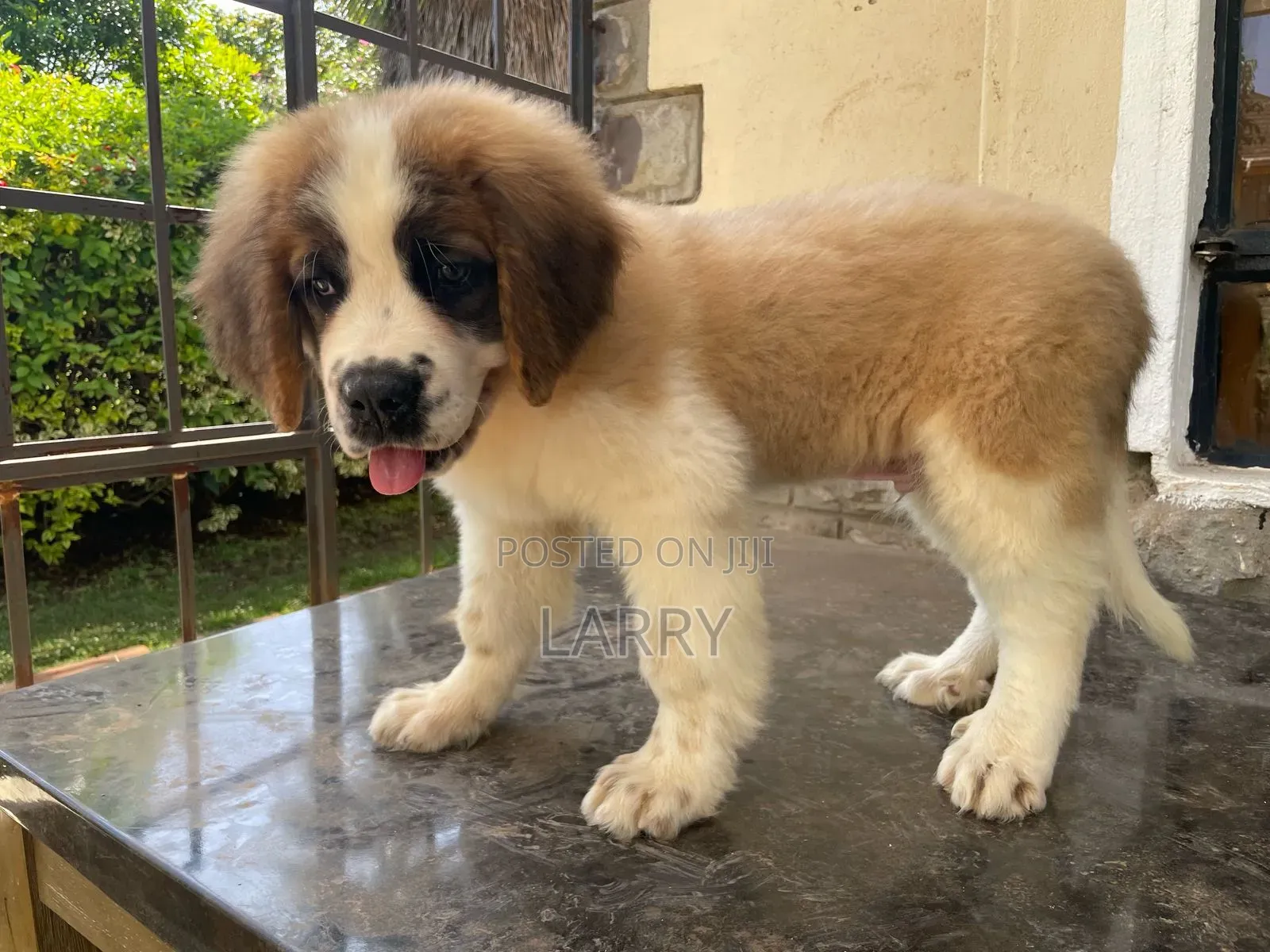 1-3 months Male Purebred Saint Bernard