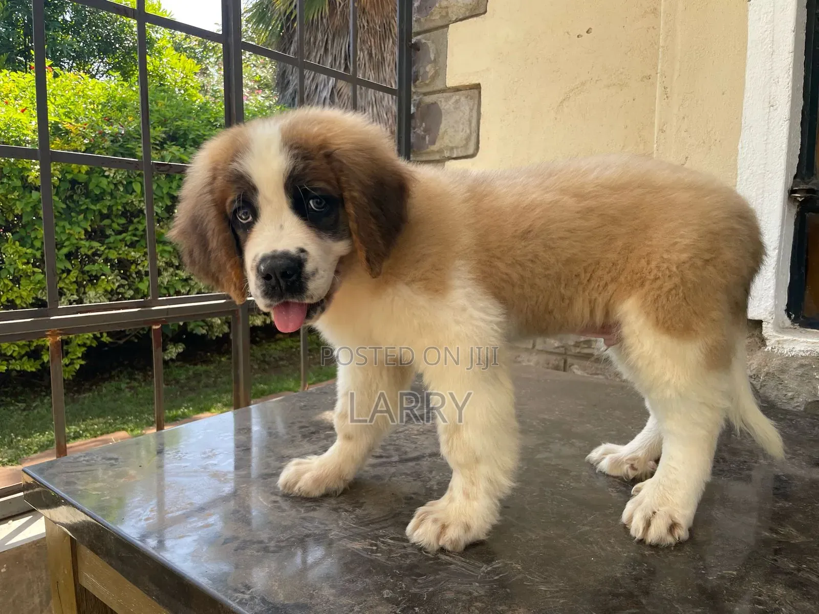 1-3 months Male Purebred Saint Bernard
