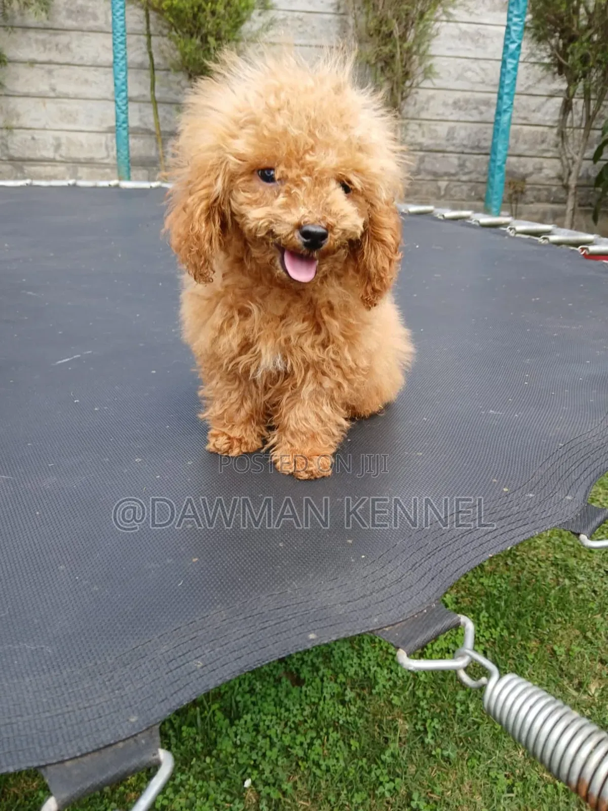 1-3 months Male Purebred Poodle