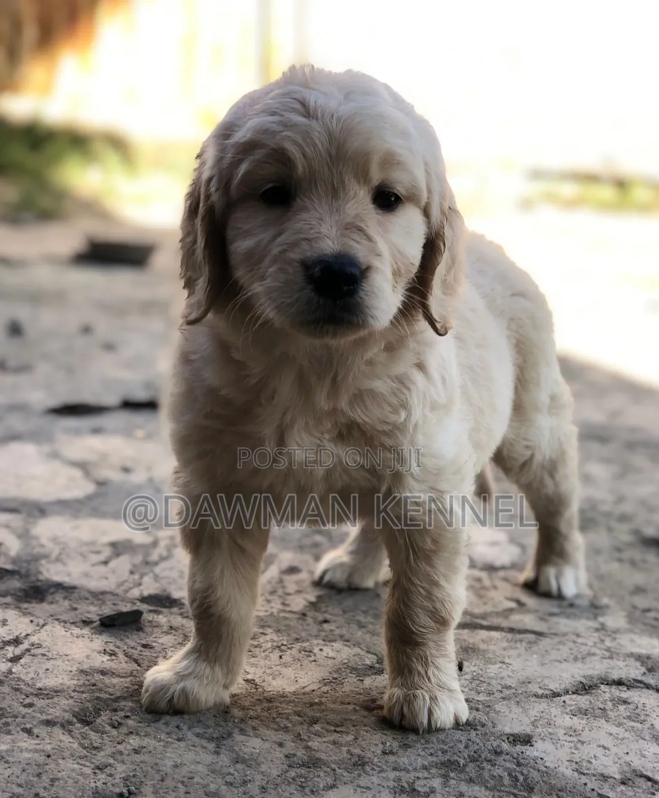 1-3 months Male Purebred Golden Retriever