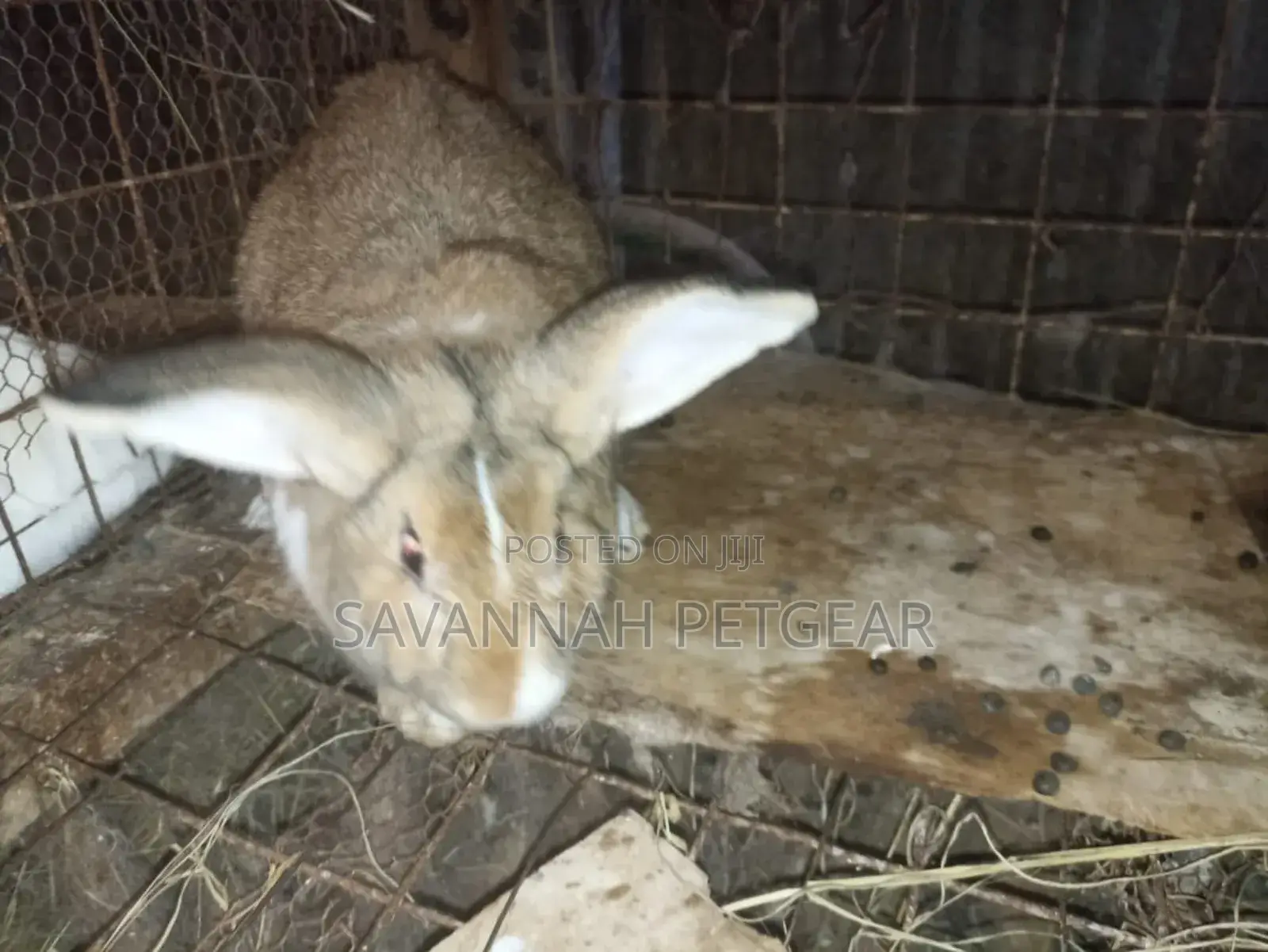 Palominos, Giants, Chinchillas, California New Zealand White