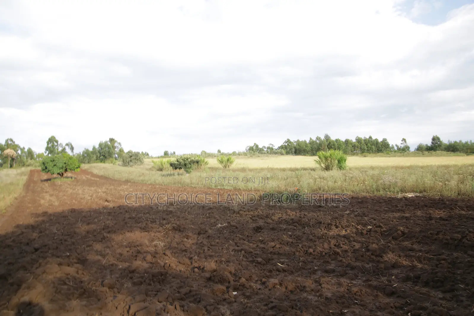 Prime Plots for Sale in Kikuyu Nachu, Mbomboine