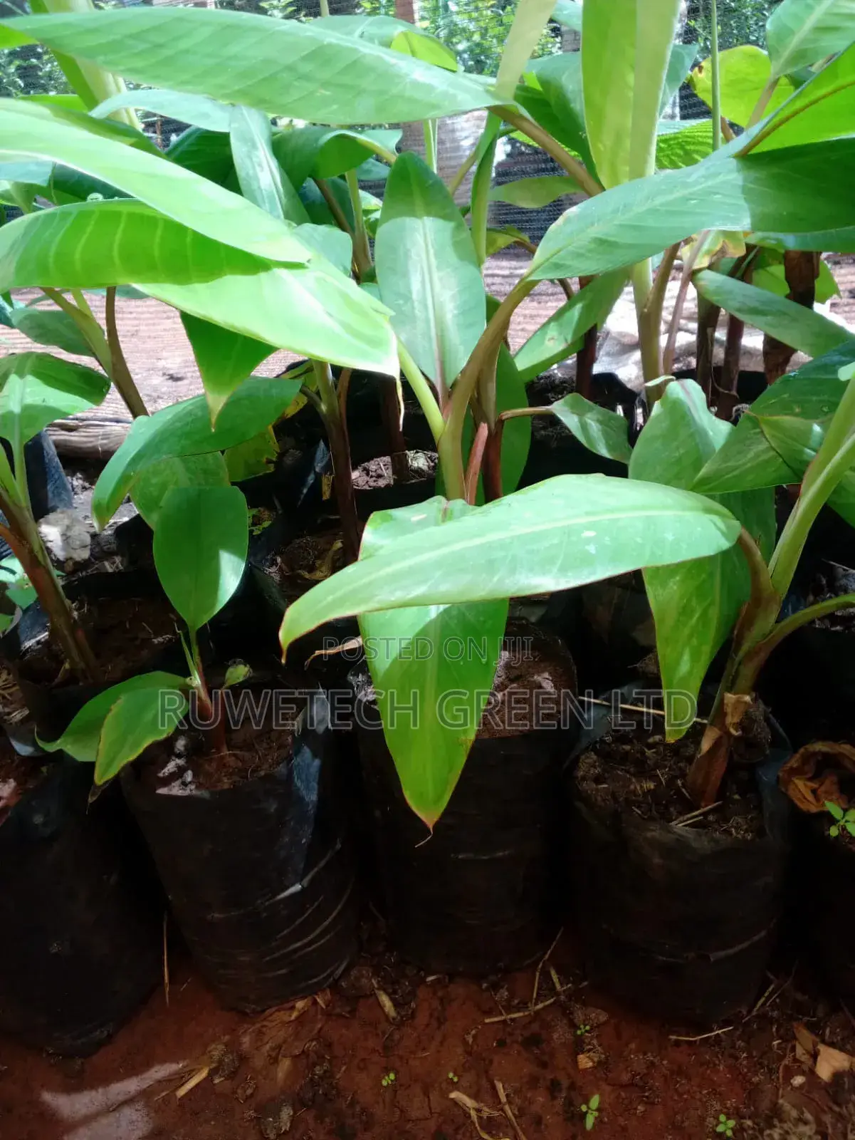 Purple Banana Seedlings