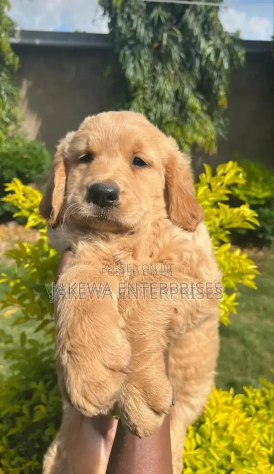 1-3 months Female Purebred Golden Retriever
