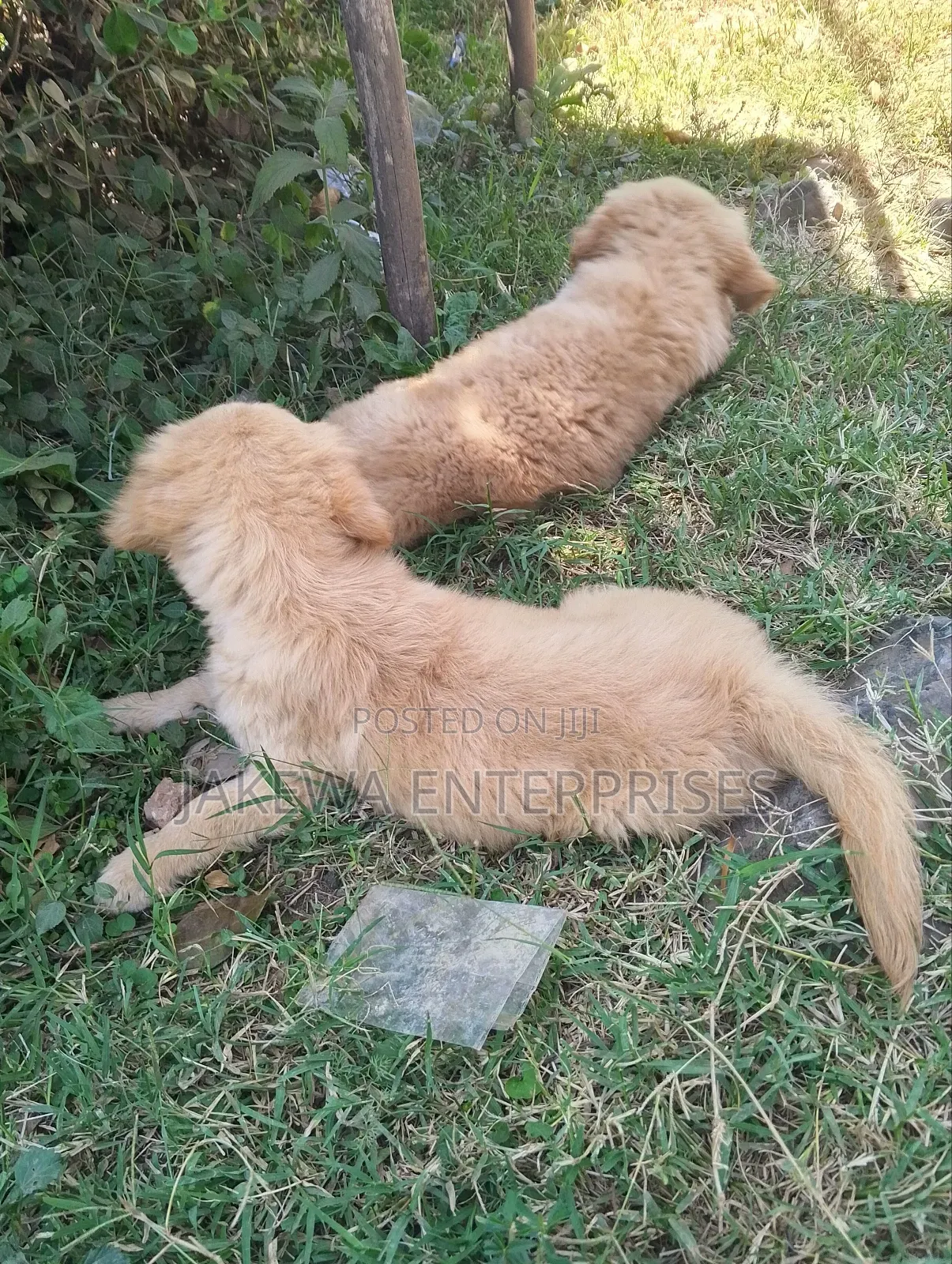 1-3 months Male Purebred Golden Retriever