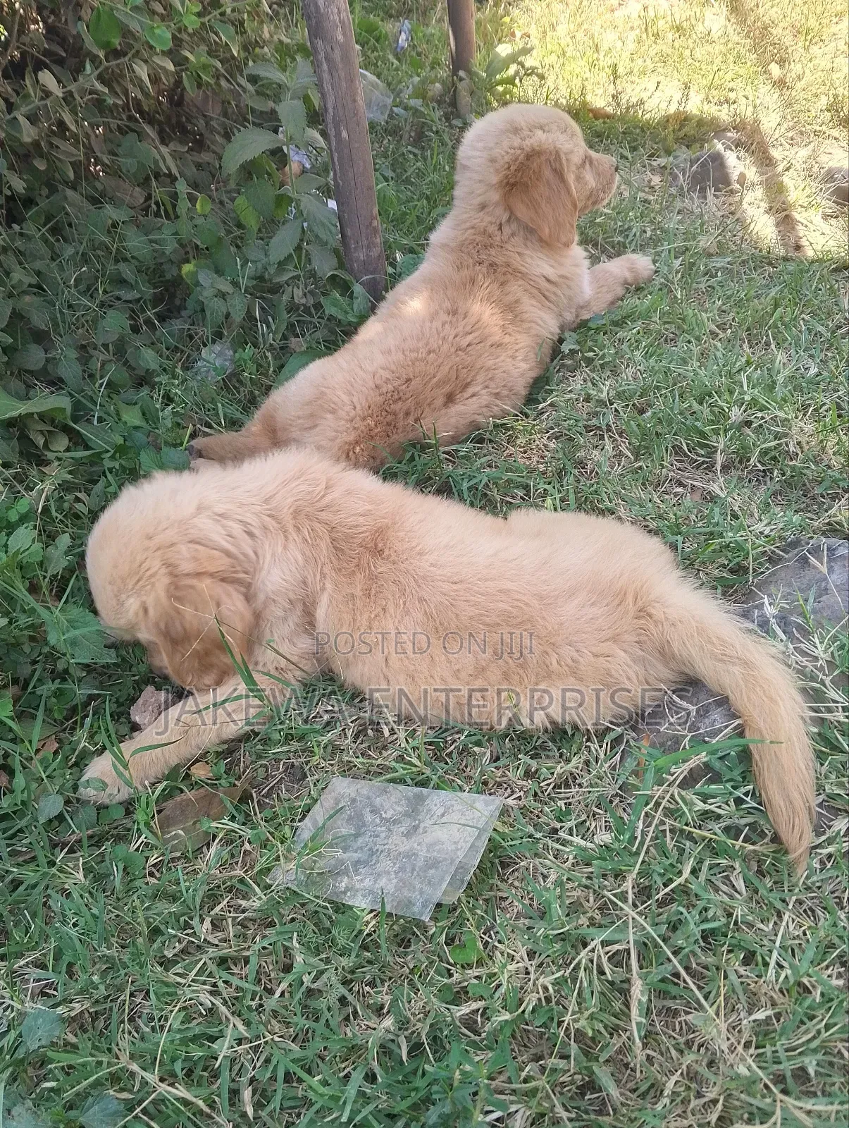 1-3 months Male Purebred Golden Retriever
