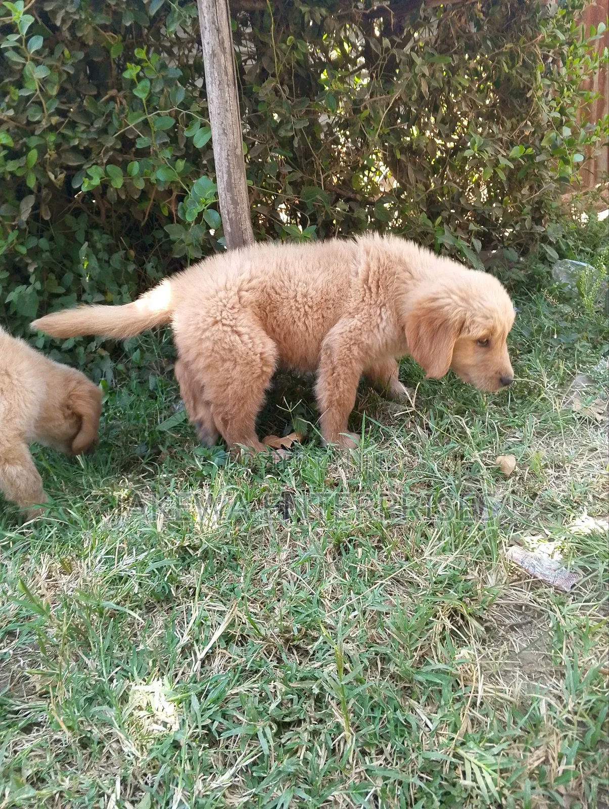 1-3 months Female Purebred Golden Retriever