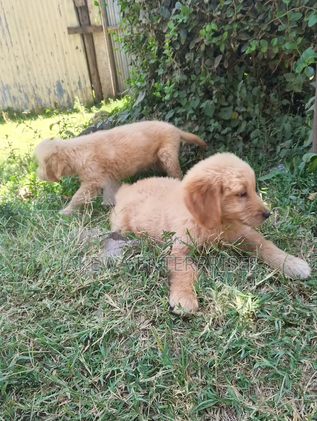 1-3 months Female Purebred Golden Retriever