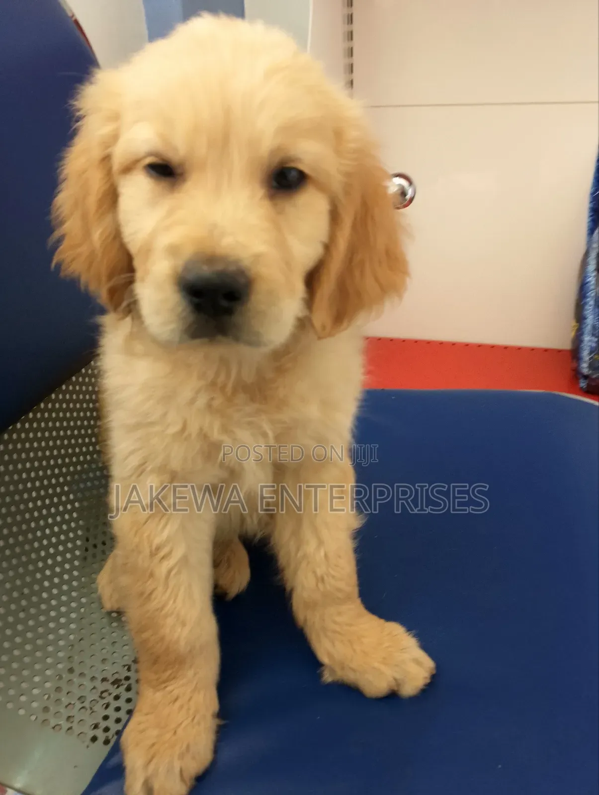 1-3 months Male Purebred Golden Retriever