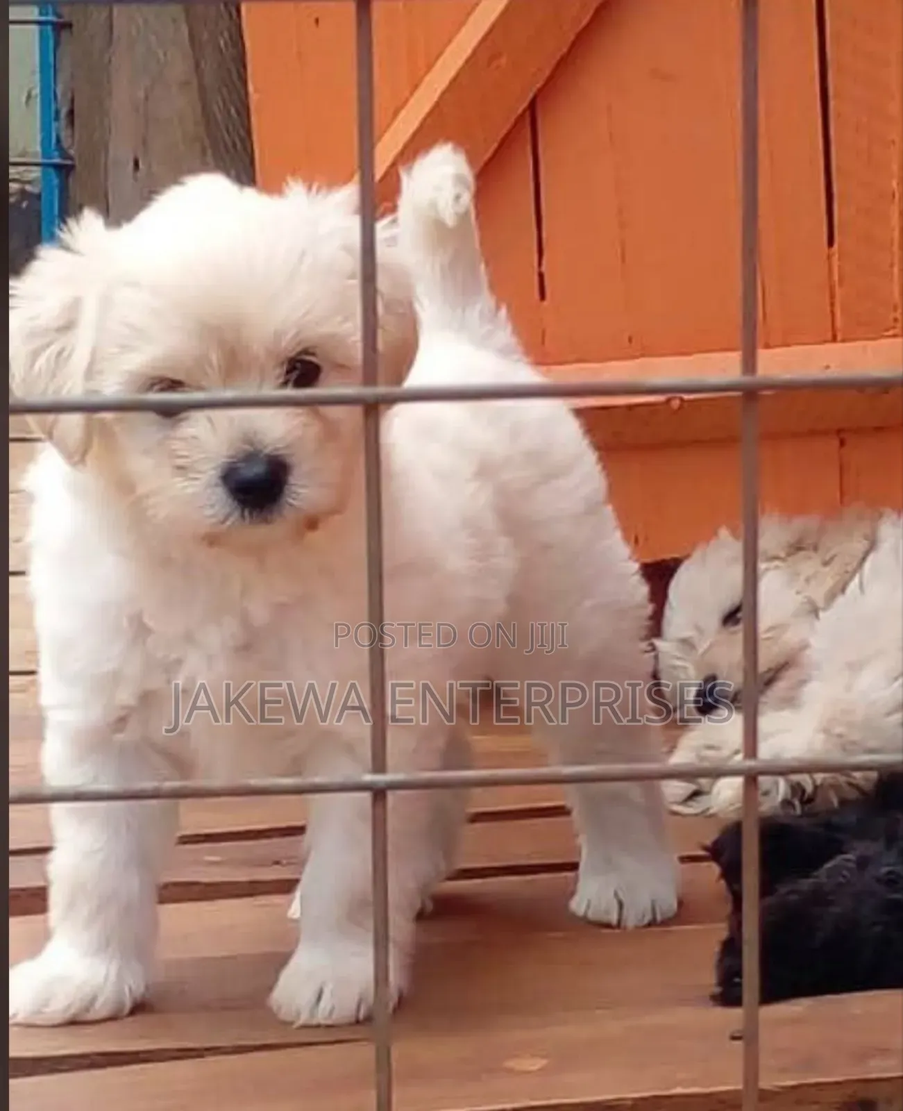 1-3 months Male Purebred Havanese