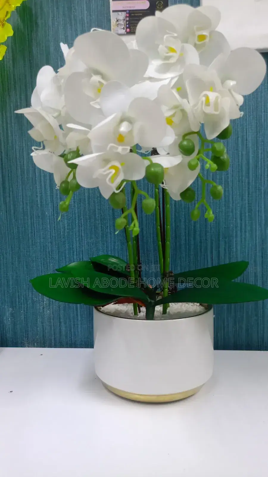 Beautiful Orchid