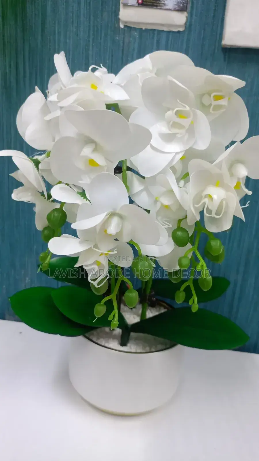 Beautiful Orchid