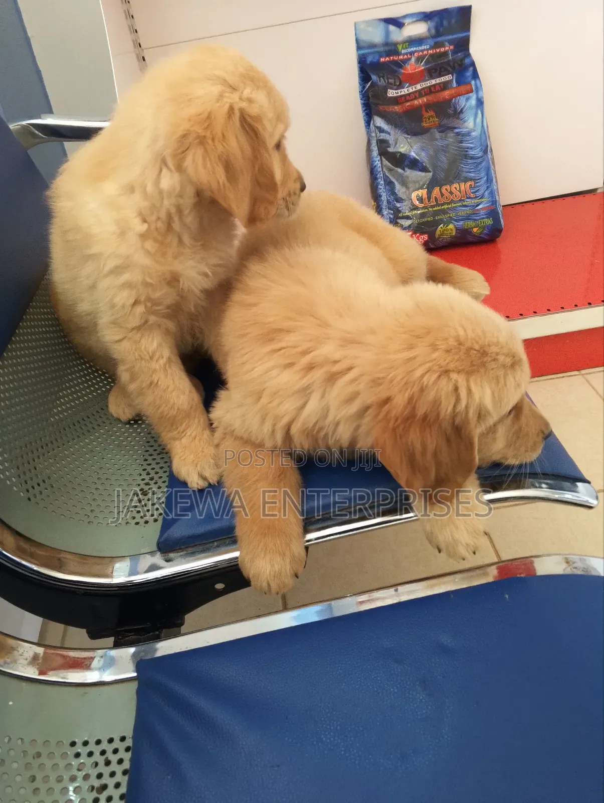 3-6 months Male Purebred Golden Retriever