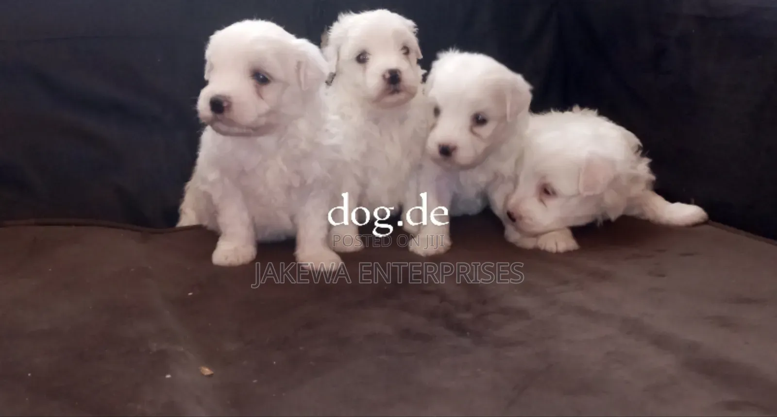 1-3 months Male Purebred Havanese