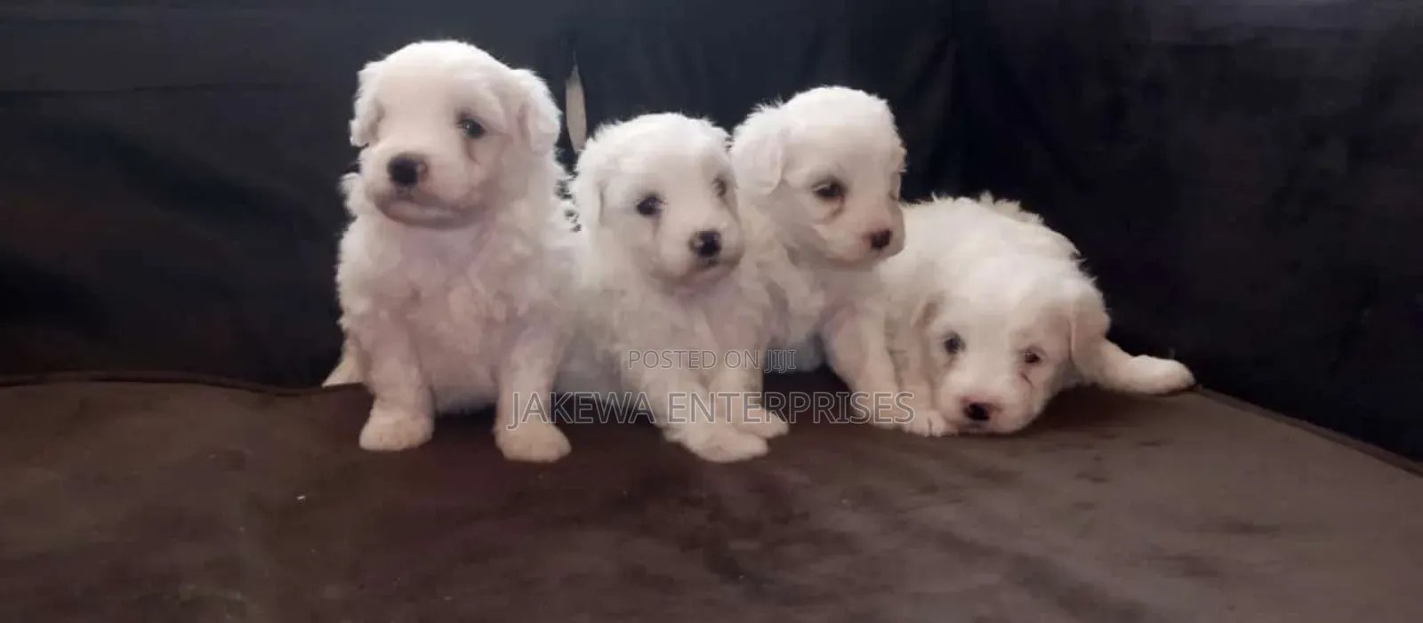 1-3 months Female Purebred Havanese