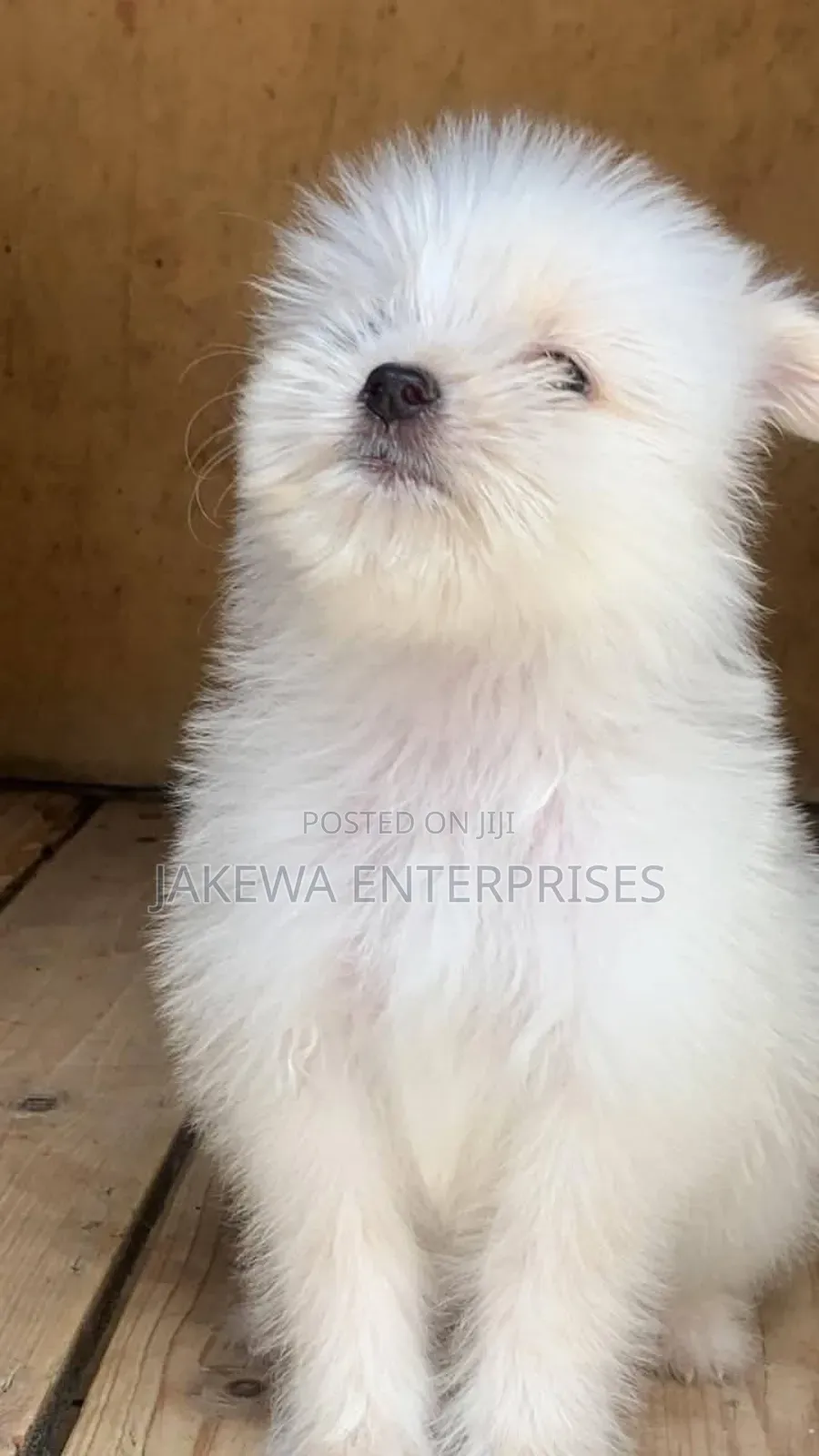 1-3 months Female Purebred Maltese