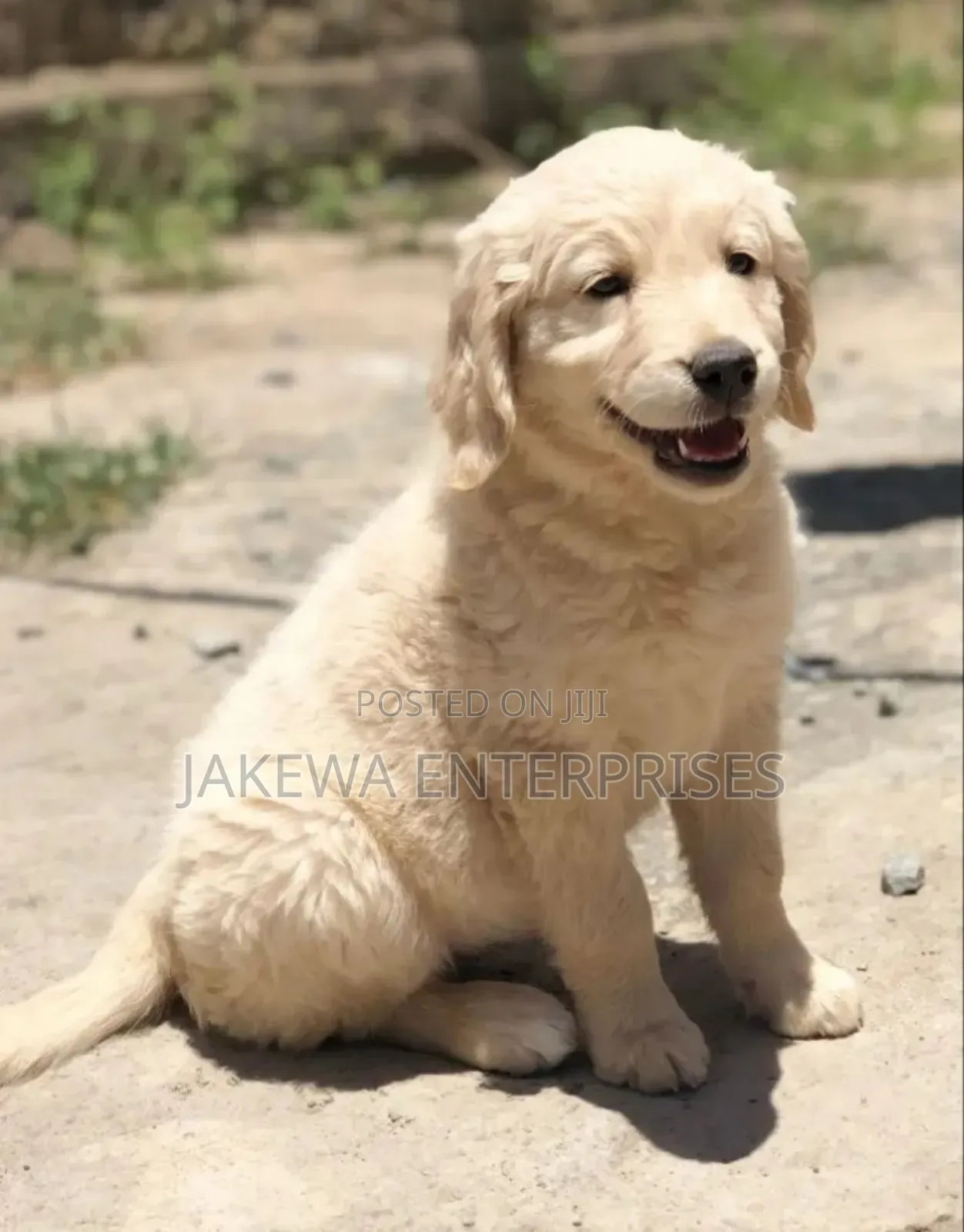 1-3 months Female Purebred Golden Retriever