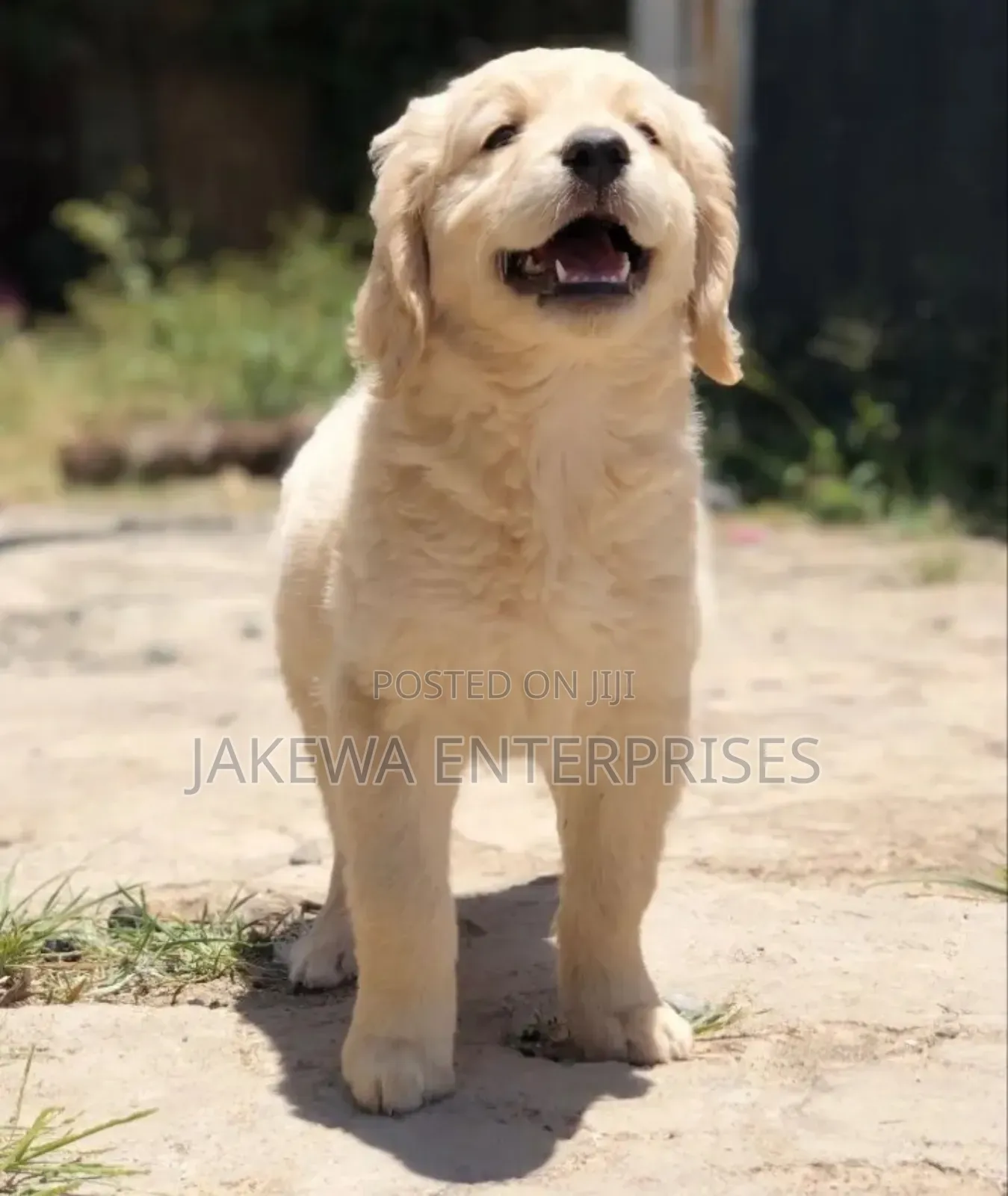 1-3 months Female Purebred Golden Retriever
