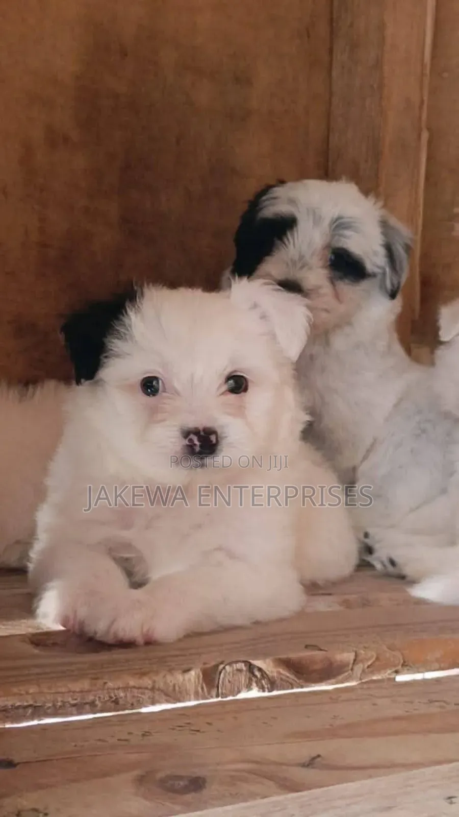 1-3 months Female Purebred Havanese