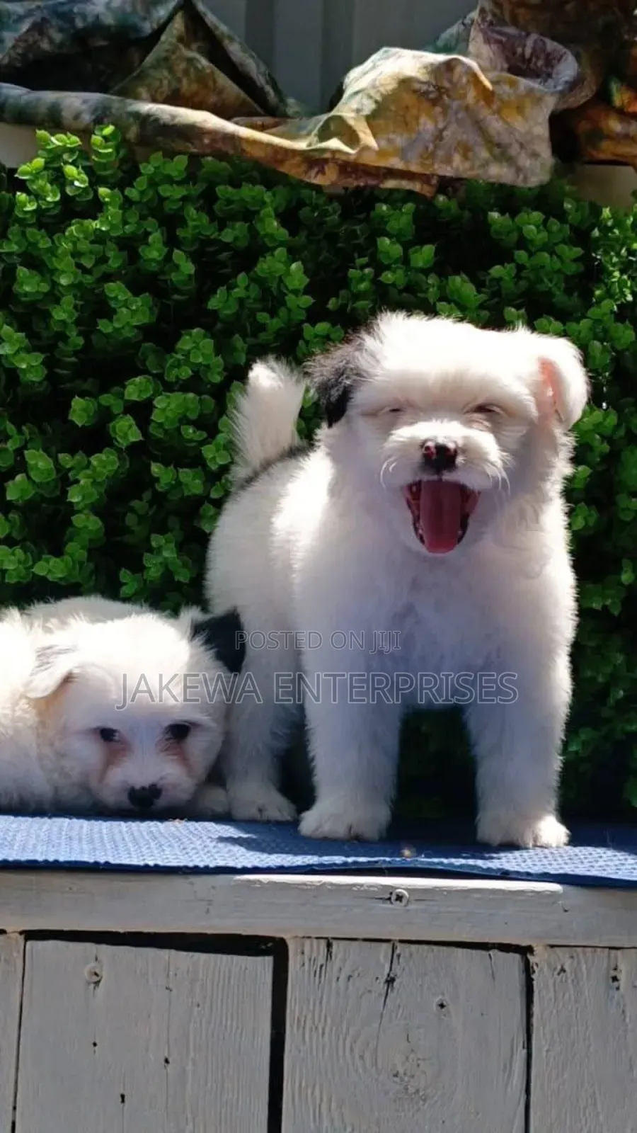 1-3 months Female Purebred Havanese