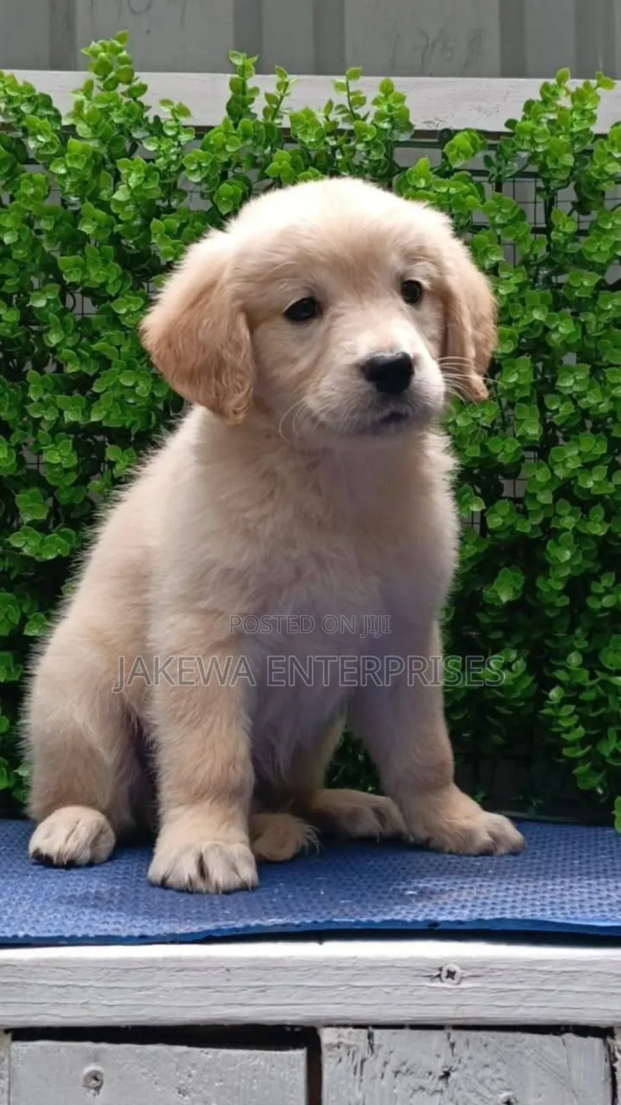 1-3 months Male Purebred Golden Retriever