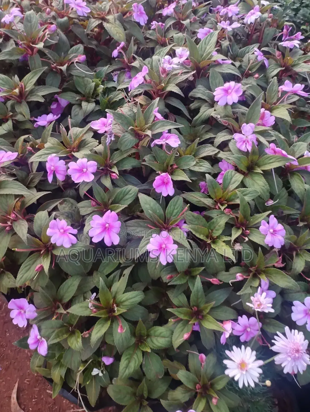 Natural Flowers,Flower Plants