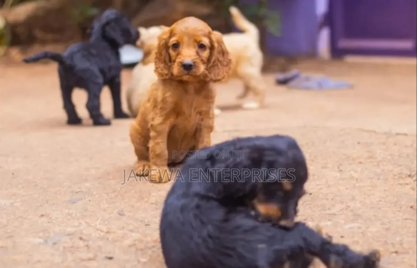 1-3 months Male Purebred Cocker Spaniel