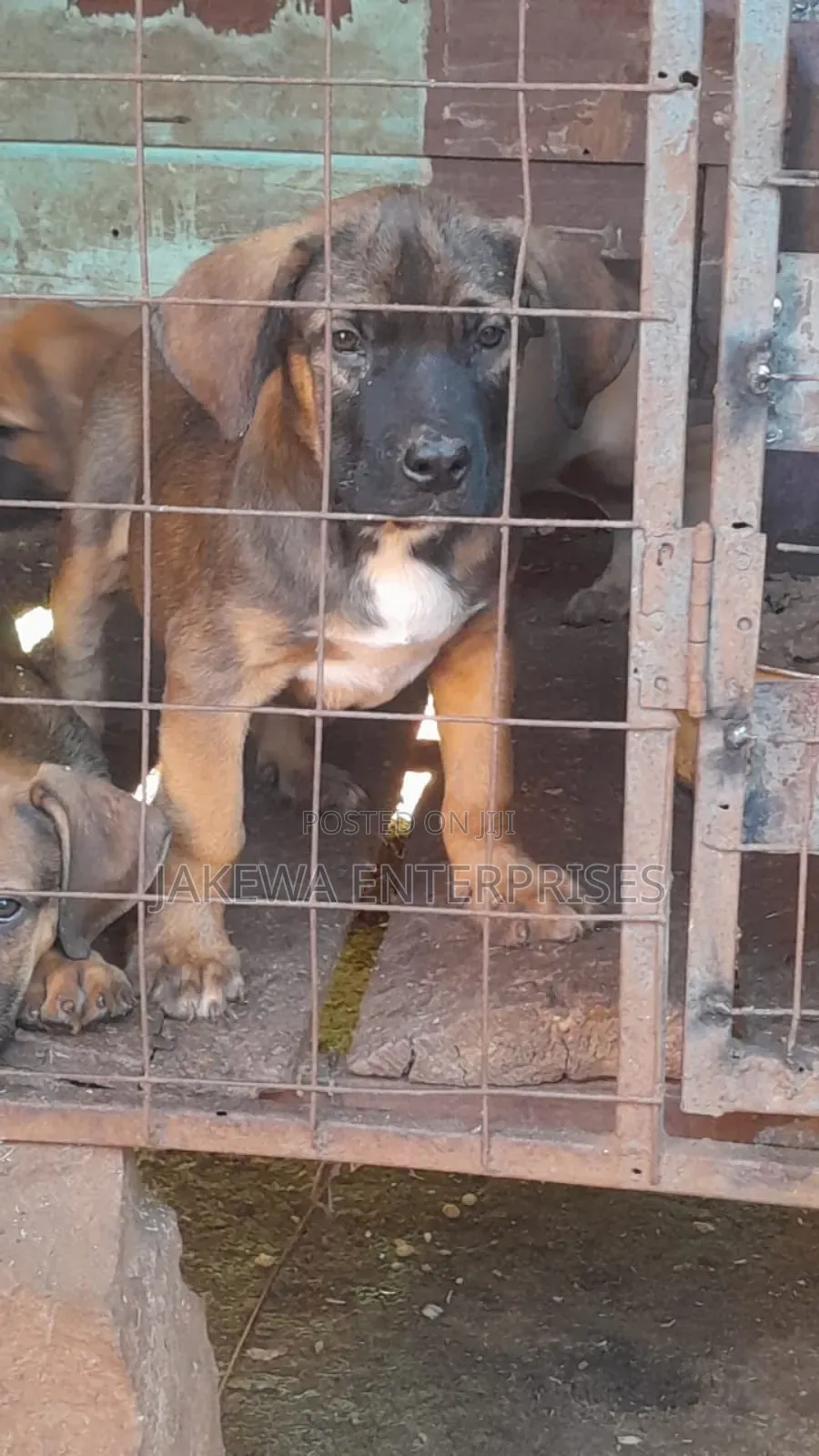 1-3 months Female Purebred Boerboel