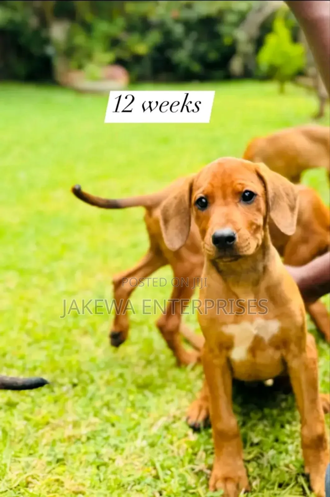 1-3 months Male Purebred Rhodesian Ridgeback