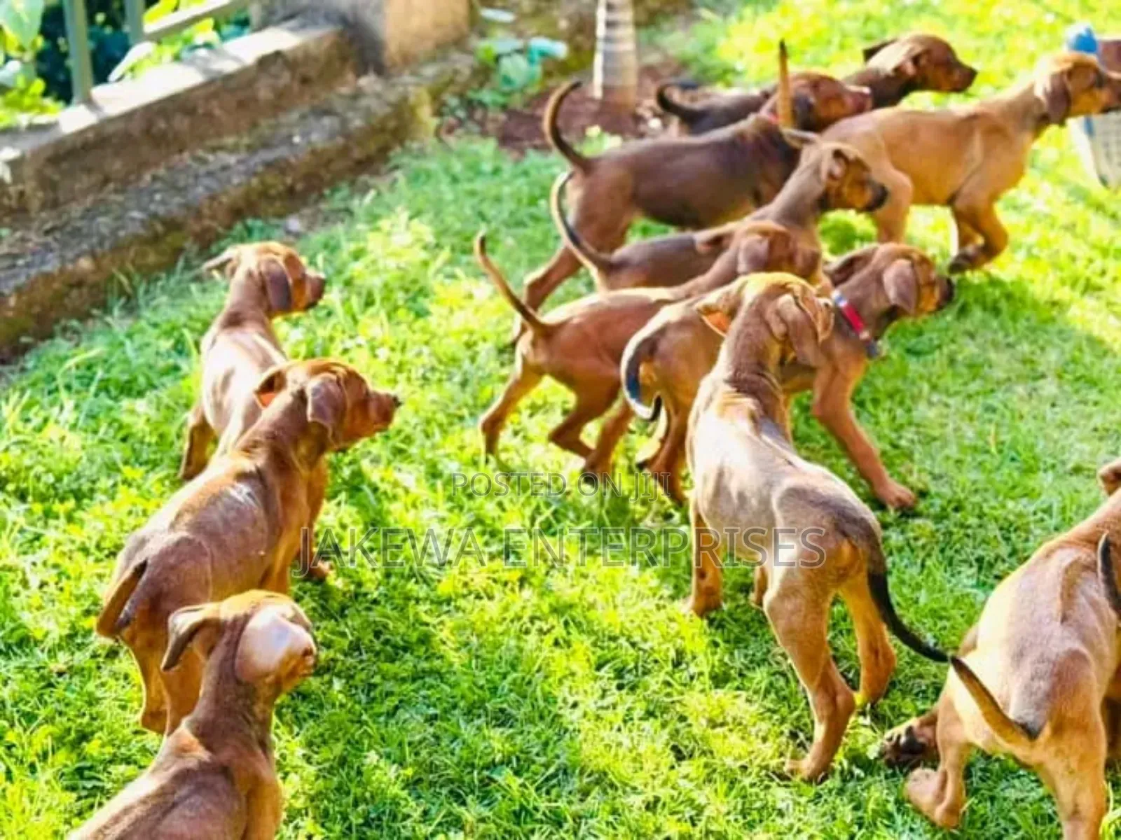 1-3 months Female Purebred Rhodesian Ridgeback