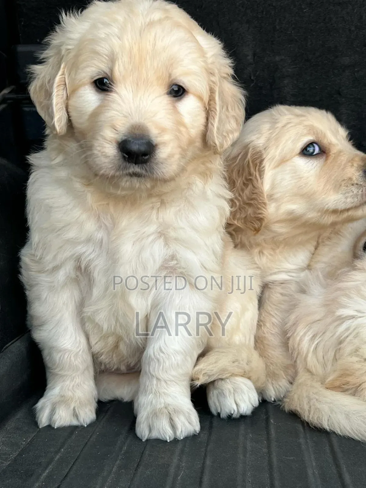 1-3 months Male Purebred Golden Retriever