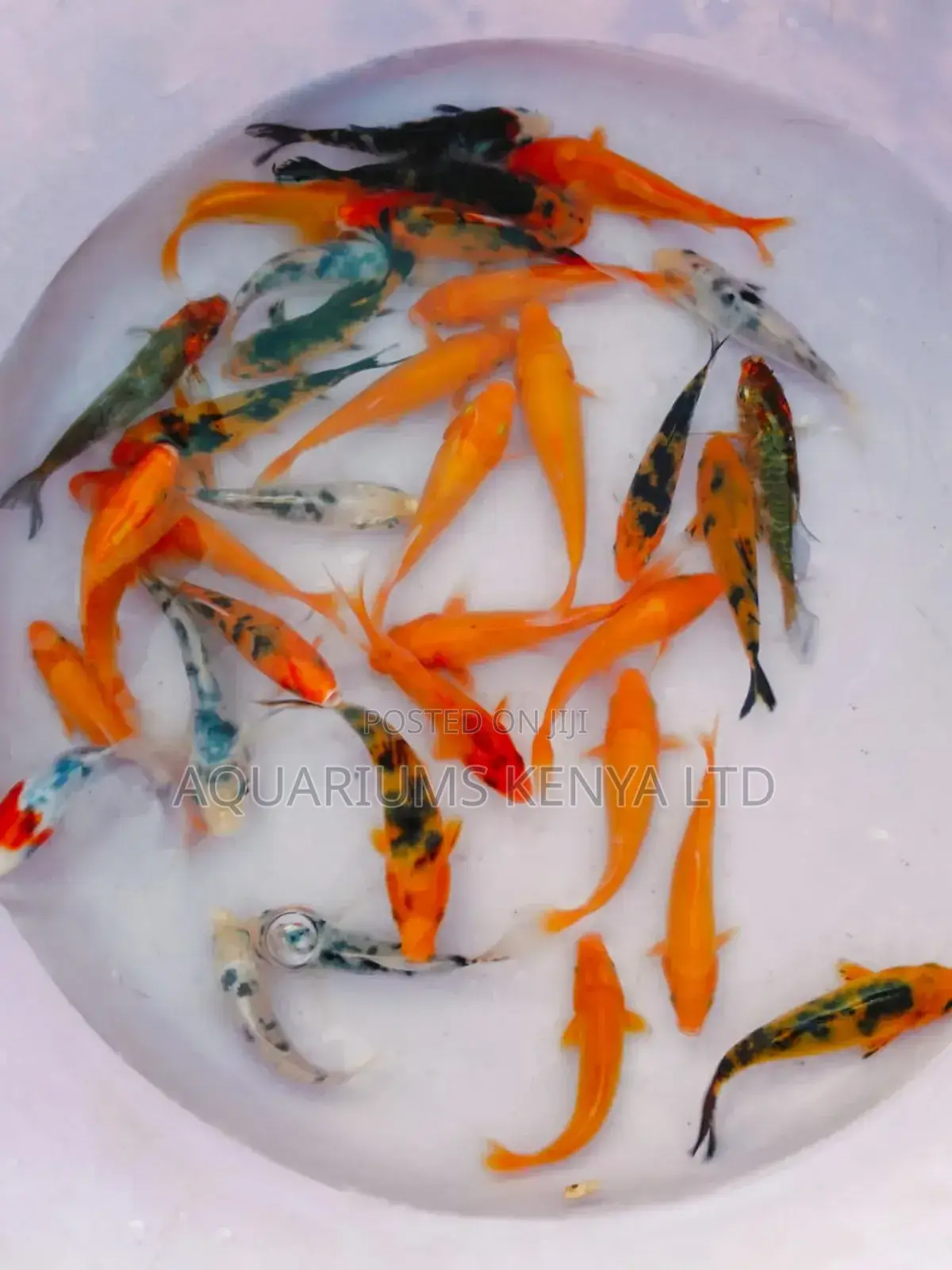Premium Japanese Koi – Live Art for Your Pond