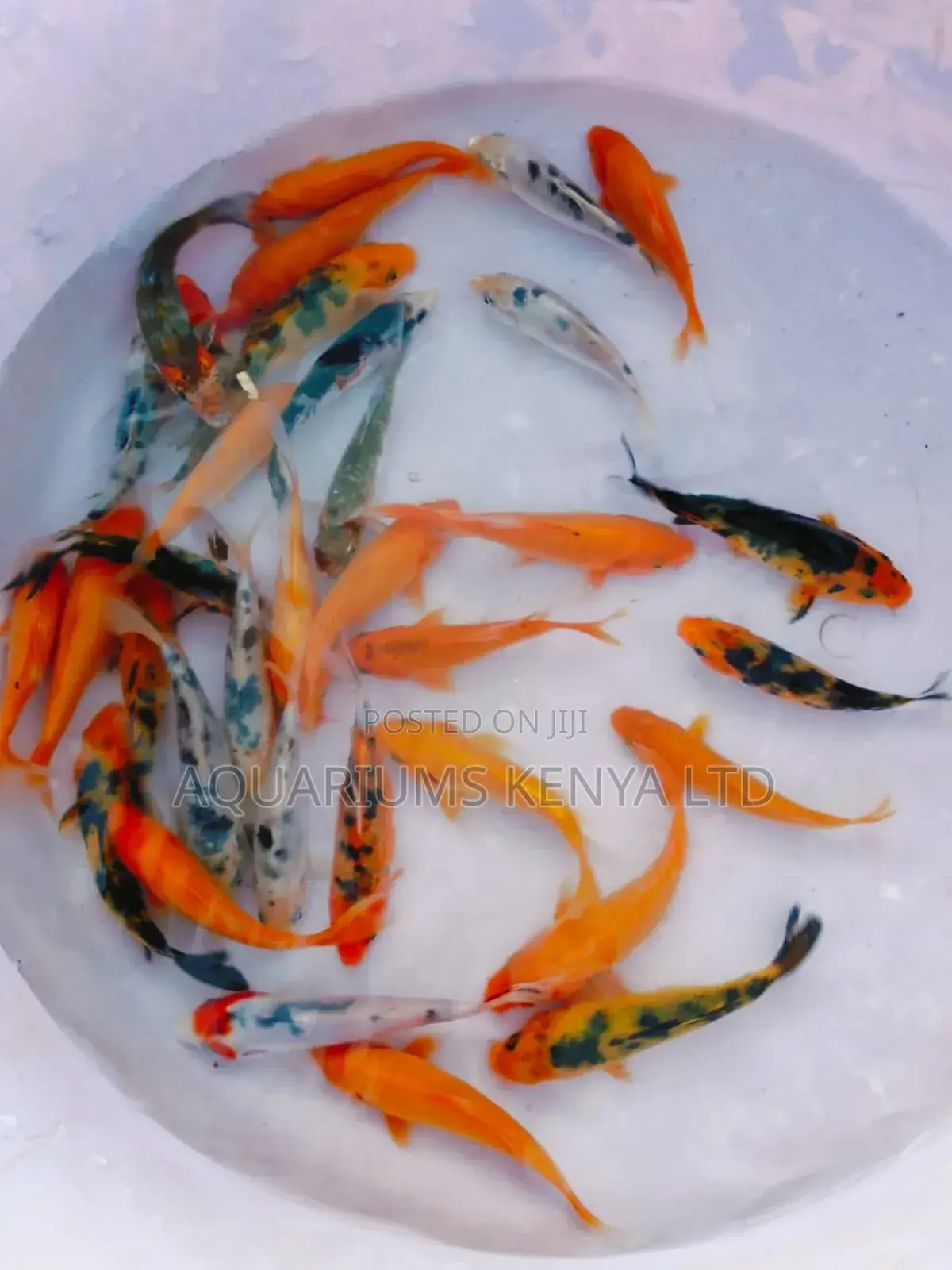 Exquisite Hand-Picked Koi – Rare Colors Available Per Inch